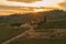 Vineyard near Volpaia town in Chianti region in province of Siena. Tuscany landscape. Italy