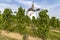 Vineyard near Windmill Retz, Lower Austria, Austria