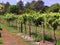 Vineyard Nursery