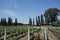 Vineyard with oak barrel