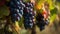 Vineyard in october. Bunches of grapes on branches. Close up, copy space, background. AI Generative