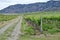 Vineyard, Okanagon Wine Country, British Columbia, Canadian