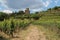 vineyard and old castle in kaysersberg in alsace (france)