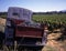 Vineyard with old french truck