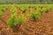 Vineyard in olive grove