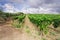 Vineyard and olive trees