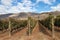 Vineyard in Osoyoos, British Columbia