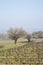 Vineyard outside Bonnieux Village, Provence