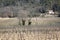 Vineyard outside Menerbes Village, Provence