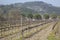 Vineyard outside Menerbes Village, Provence, France