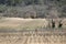 Vineyard outside Menerbes Village, Provence, France