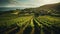 vineyard in an overhead shot, showcasing rows of lush grapevines and a charming winery by AI generated