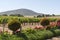 Vineyard overlooked by the Durbanville Hills near Cape Town, South Africa