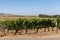 Vineyard overlooked by the Durbanville Hills near Cape Town, South Africa