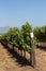 Vineyard overlooked by the Durbanville Hills near Cape Town, South Africa