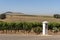 Vineyard overlooked by the Durbanville Hills near Cape Town, South Africa