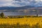 Vineyard Overlooking Okanagan Lake Kelowna BC Canada