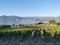 Vineyard overlooking Okanagan Lake in Naramata, British Columbia, Canada. Naramata is near Penticton in the Okanagan Valley