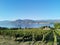 Vineyard overlooking Okanagan Lake in Naramata, British Columbia, Canada. Naramata is near Penticton in the Okanagan Valley