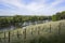 Vineyard at Painshill Park Gardens in Surrey