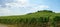 Vineyard panorama