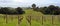 Vineyard Panorama on Waiheke Island, Auckland, New Zealand