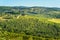 Vineyard in Passignano in Chianti region. Tuscany. Italy