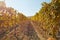 Vineyard, path between two vine rows in autumn, yellow leaves