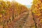 Vineyard, path between two vine rows in autumn with yellow leaves