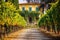 vineyard paths framed by grape-heavy vines with a classical stone building