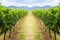 Vineyard pathway and mountain background landscape on hill