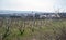 Vineyard with Pavlov village and Nove Mlyny water reservoir in South Moravia