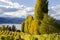 Vineyard Penticton Okanagan Valley