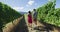 Vineyard people - Couple Holding Hands While Walking By Grapevines On Vacation