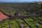 Vineyard in Pico, Azores