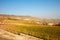 Vineyard and Piedmont hills in autumn with yellow leaves in Italy