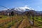 Vineyard at Piemonte