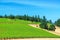 Vineyard and Pine Trees