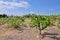 Vineyard plantation