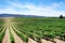 Vineyard plantation in the Alentejo, Portugal