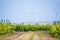 Vineyard plantation with ecology wind turbines