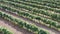 Vineyard plantation. Flight over rows of vines.