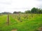The vineyard is a plantation of grape-bearing vines, grown mainly for winemaking in Bowral Town in New South Wales, Australia.