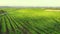Vineyard plantation grape wine field