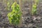 Vineyard plantation. Growing young grape seedlings