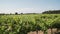 Vineyard plantation in the lands of Tarragona, Spain