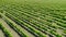 Vineyard Plantation with Rows of Vineyard Rows on Wine Making Agriculture Farm