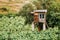 The vineyard is a plantation of vines and a guardhouse. The Island Of Zakynthos, Greece