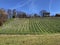 Vineyard plantations over Lake Zurich, Erlenbach ZH - Canton of ZÃ¼rich Zurich or Zuerich, Switzerland Schweiz