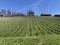 Vineyard plantations over Lake Zurich, Erlenbach ZH - Canton of ZÃ¼rich Zurich or Zuerich, Switzerland Schweiz